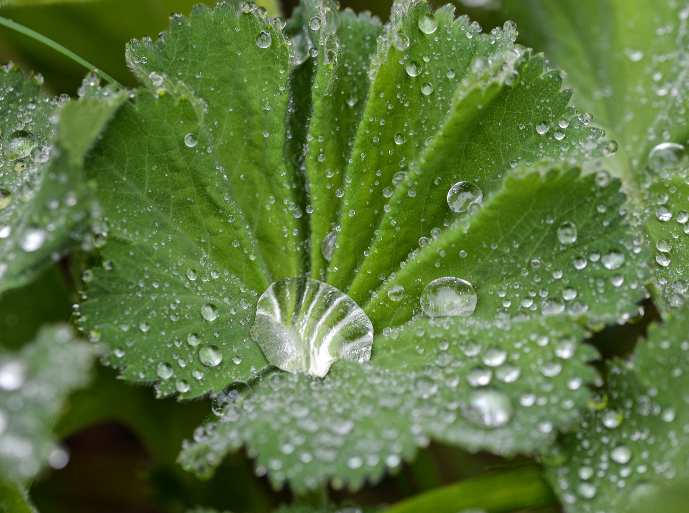 Pinayaman ng Alchemilla Vulgaris, na kilala rin bilang Lady's Mantle, ay kilala sa mga katangian nitong nakapapawi ng ginhawa at astringent. Nakakatulong ito upang higpitan at patatagin ang balat habang binabawasan ang pamamaga at nagtataguyod ng paggaling.